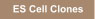 ES Cell Clones