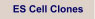 ES Cell Clones